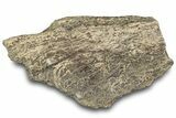 Dinosaur (Triceratops) Frill Shield Section - Montana #312250-1